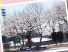 会津喜多方らあめん 桜の食堂　レポート2画像